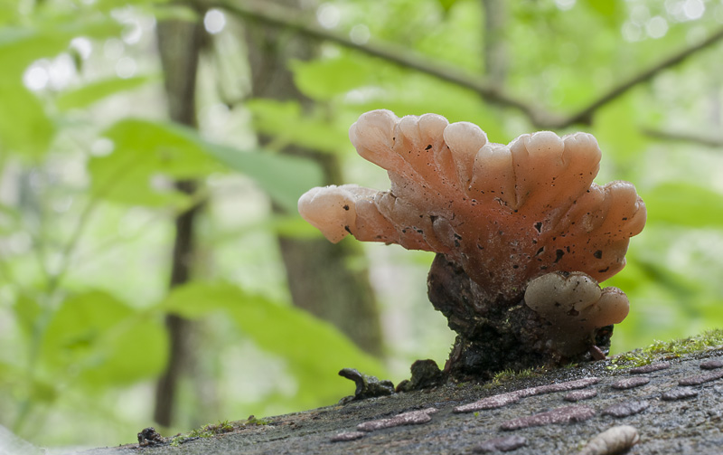 Auricularia mesenterica